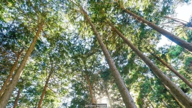 जापान के ये पेड़ भविष्य बता सकते हैं