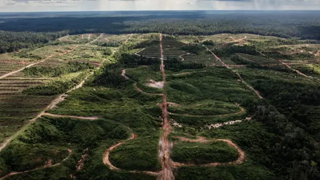 Papua, pembakaran hutan, Korindo, Korea Selatan, PT TSE