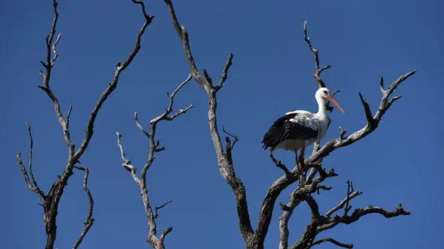 பருவநிலை மாற்றம்