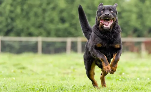 Rottweiler correndo