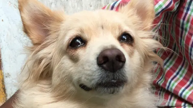 సంధ్యారాణి పెంపుడు కుక్క