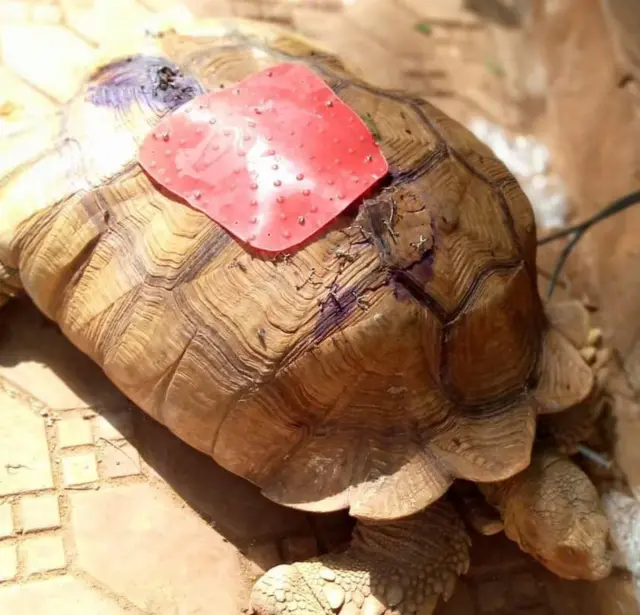 Di tortoise afta di operation