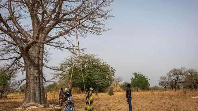 اكتسبت أشجار التبلدي في غانا قيمة اقتصادية جديدة بسبب زيادة الطلب عليها في أوروبا والولايات المتحدة