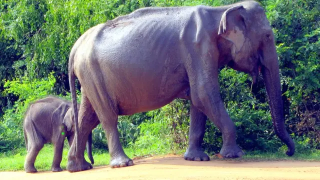 Photo credit: Dr Prithiviraj Fernando