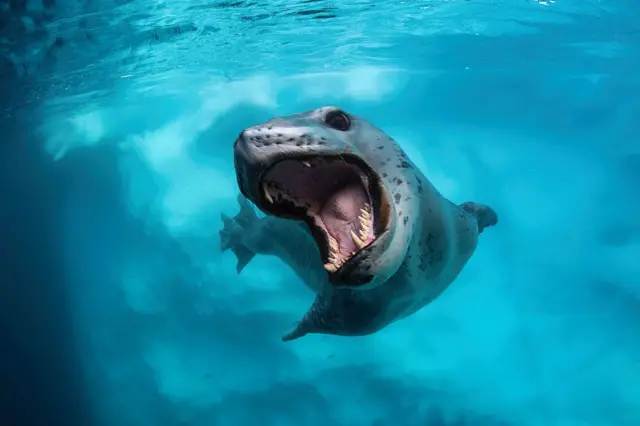 Foca leopardo en gesto agresivo