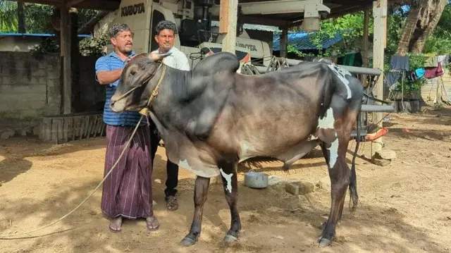 இலங்கை ஜல்லிக்கட்டு