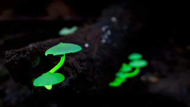 會發光的蘑菇