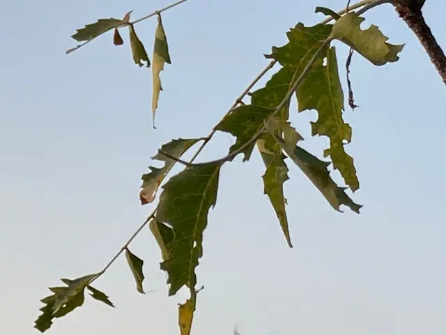 వేప తెగులు