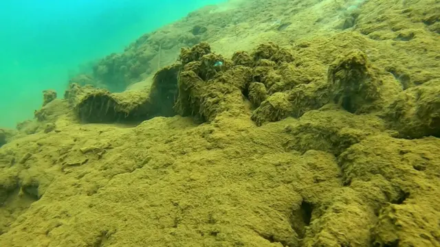 環保人士警告說,沉積物會覆蓋在珊瑚礁上,使其窒息。