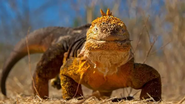 加拉帕戈斯路鬣蜥