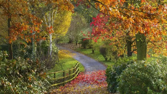 Дендрарий в Боденэме.