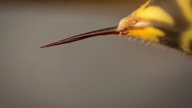 لما نكره الدبابير ونحب النحل؟