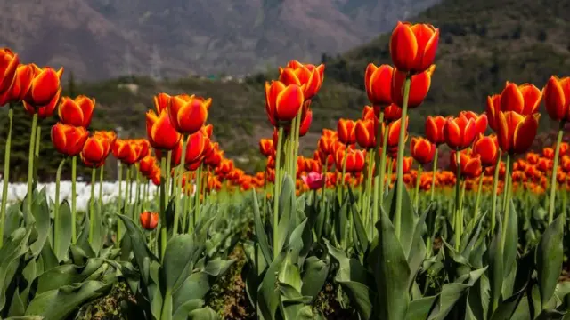 காஷ்மீர் பூ