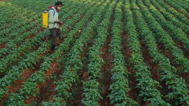 Homem espalha agrotóxicos em plantação