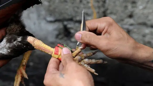 የዶሮ እግር