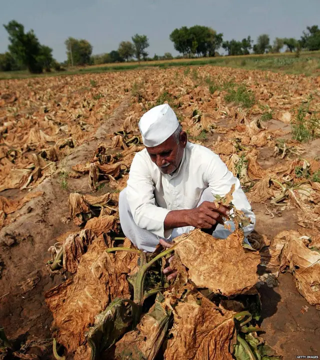 ખેતરની તસવીર