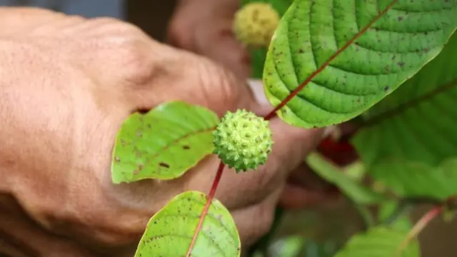 ดอกและใบกระท่อม