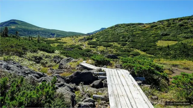 Tábuaslive chat 7upbetmadeira protegem a flora alpina, alémlive chat 7upbetdemarcar o caminho