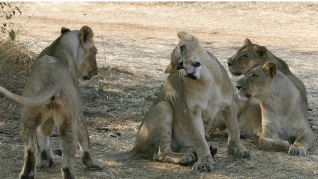 ગીરના સિંહની તસવીર