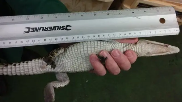 الزواحف الصغيرة