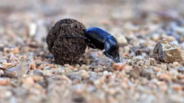 یک سوسک سرگین (Scarabeus laticollis) در حال غلتاندن مدفوع