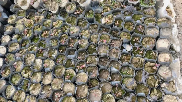 जूनिपर पेड़