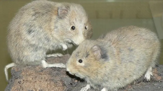 Оркнейские полевки