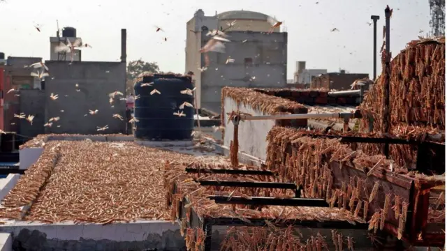 กองทัพตั๊กแตนบนหลังคาที่พักอาศัยในเมืองชัยปุระ รัฐราชสถาน ของอินเดีย เมื่อเดือน พ.ค.