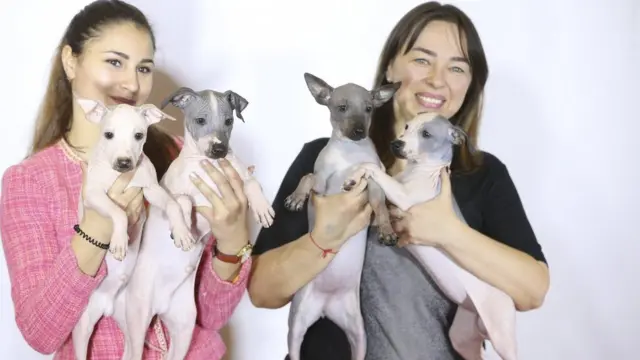 Собаки породи мексиканська гола