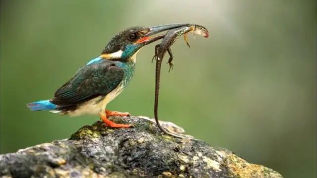 İklim değişikliği