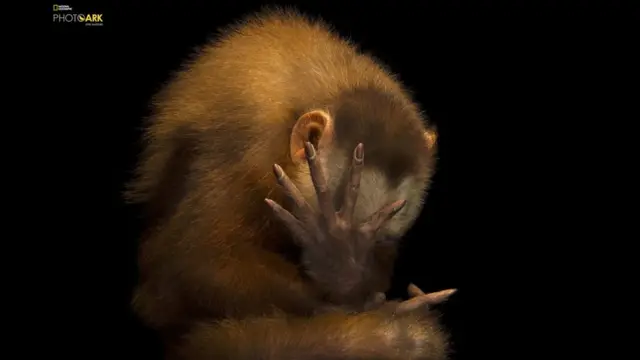 Un capuchino de frente blanca