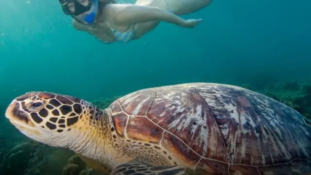 سيدة تسبح بجوار سلحفاة في البحر