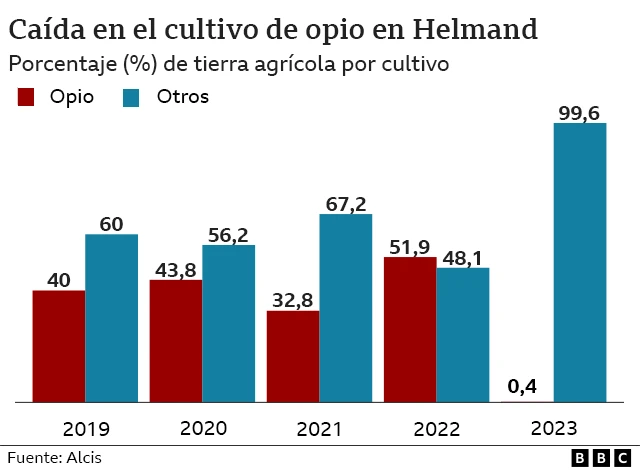 Gráfico que muestra la caída en la producción de opio en Helmand