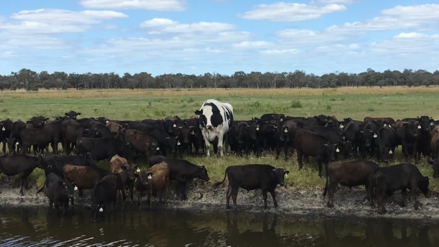 Knickers entre gado wagyu