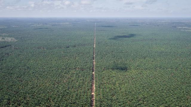 Vue aérienne de plantations d'huile de palme en Indonésie