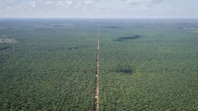 Vue aérienne de plantations d'huile de palme en Indonésie