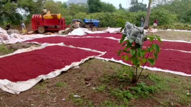 అనాటో మొక్క గింజలు