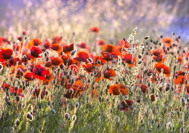 Poppies by Nigel Burkitt