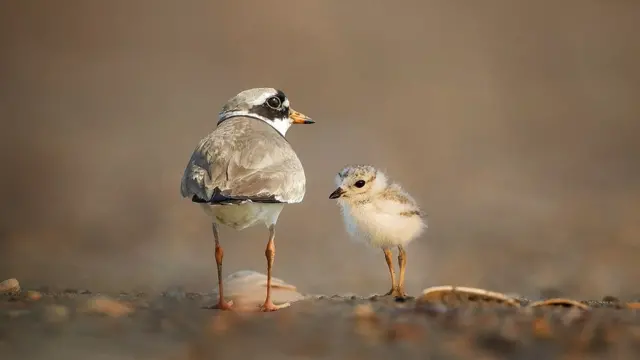 Рідкісні пісочники великі неподалік місця гніздування на піщаній косі поблизу Любикович