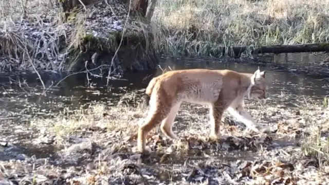 แมวป่าลิงซ์