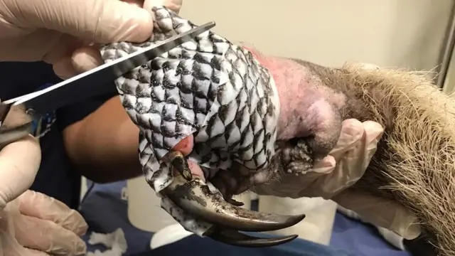 Pata de oso hormiguero gigante con piel de tilapia