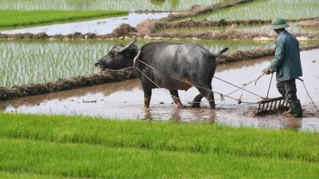 Người ông dân đi cày
