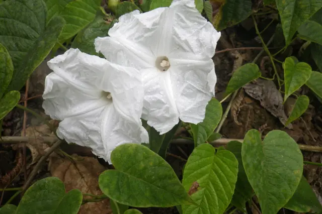 Ipomoea inaccessa