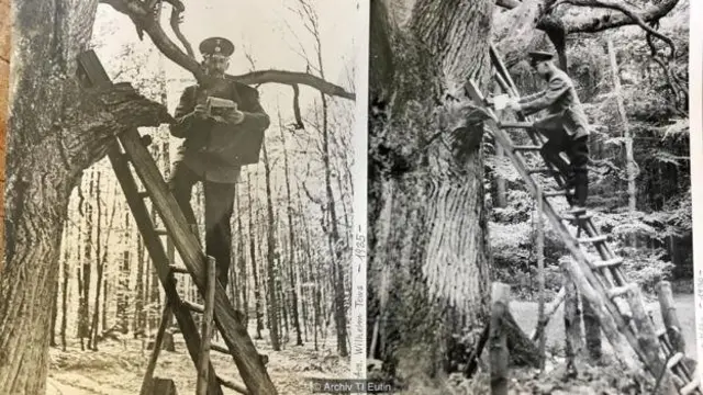 Deutsche Post menugaskan petugas pos untuk mengantarkan surat ke pohon.