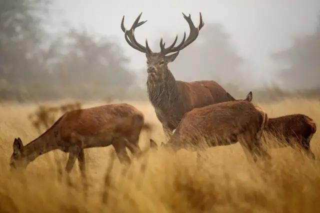Seekor rusa jantan berdiri dekat kawanan rusa betina di Richmond Park