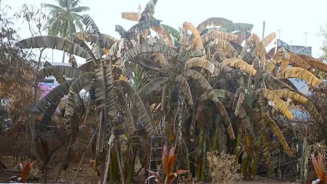 విశాఖ గ్యాస్ లీకేజీతో మాడిపోయిన చెట్లు