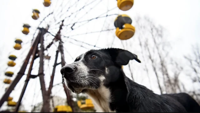 anjing Chernobyl