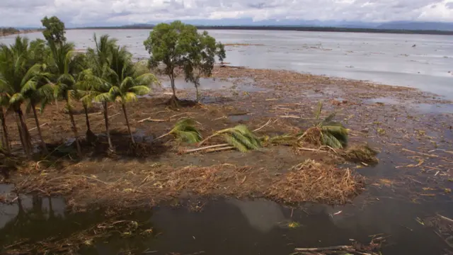 Costa arrasada con palmeras derribadas