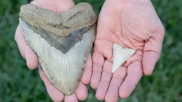 Зуб мегалодона и белой акулы