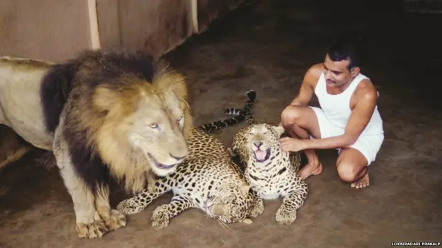 ਡਾ. ਆਮਟੇ ਦੀ ਜੰਗਲੀ ਜੀਵਨ ਬਚਾਉਣ ਦੀ ਮੁਹਿੰਮ